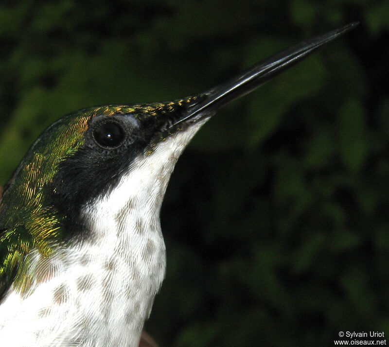 Colibri oreillard femelle adulte
