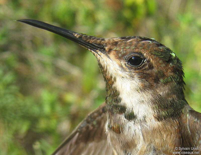 Ruby-topaz Hummingbird male immature