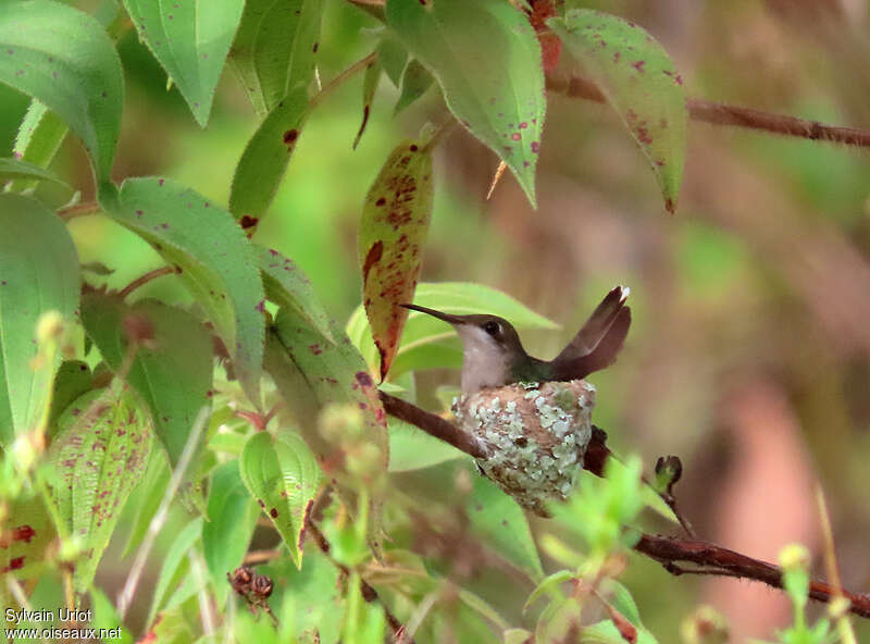 Ruby-topaz Hummingbird female adult, habitat, Reproduction-nesting