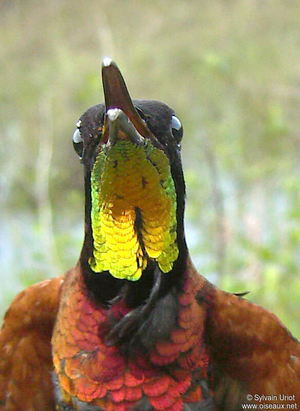 Colibri topaze mâle adulte