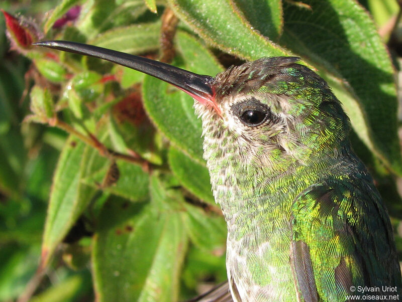 Colibri tout-vert femelle adulte