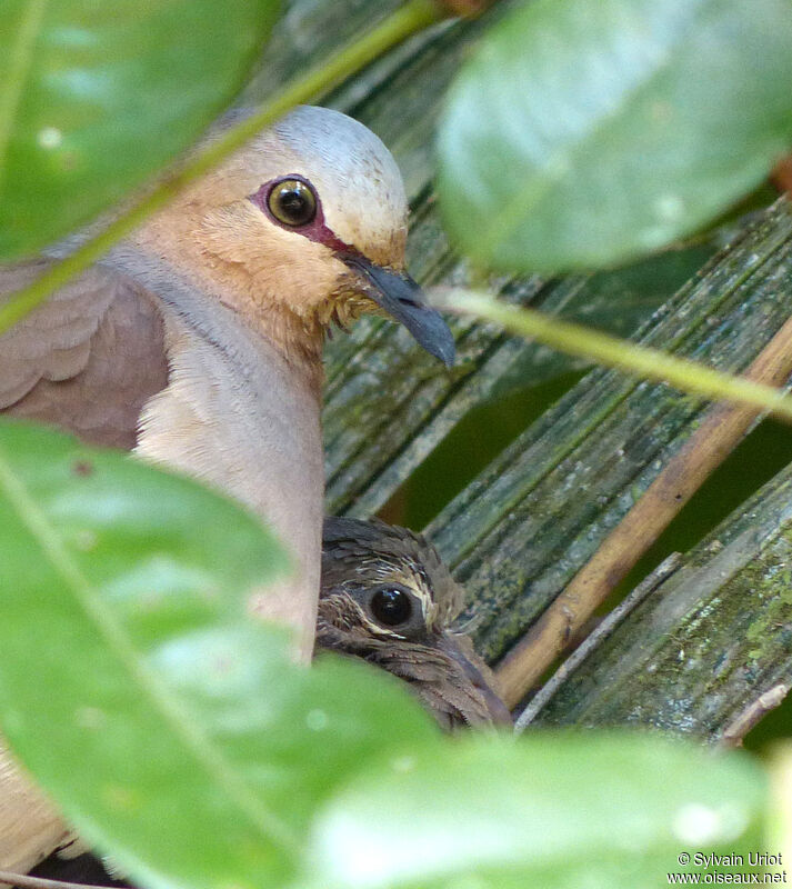 Grey-fronted Dove, Reproduction-nesting