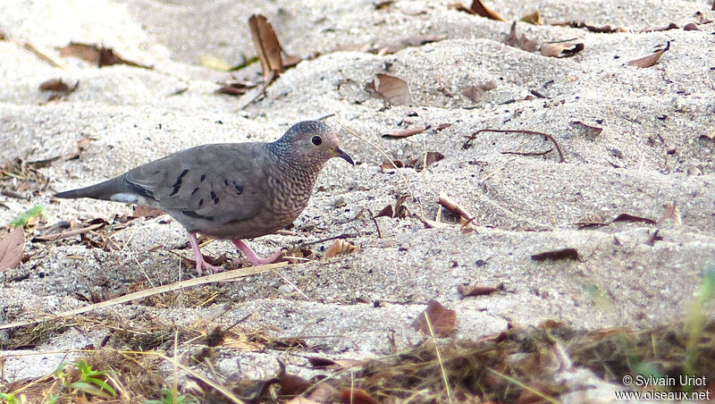 Common Ground Dove male adult