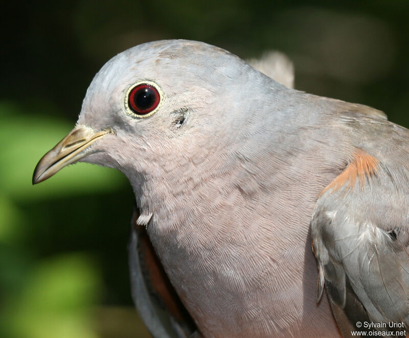 Plain-breasted Ground Dove male adult