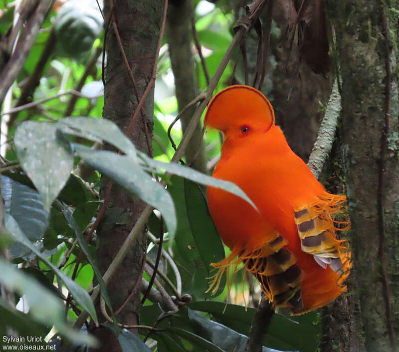 Guianan Cock-of-the-rock male adult breeding, habitat, aspect, pigmentation, courting display