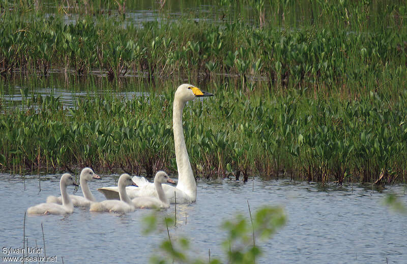 Whooper Swan, habitat, Reproduction-nesting
