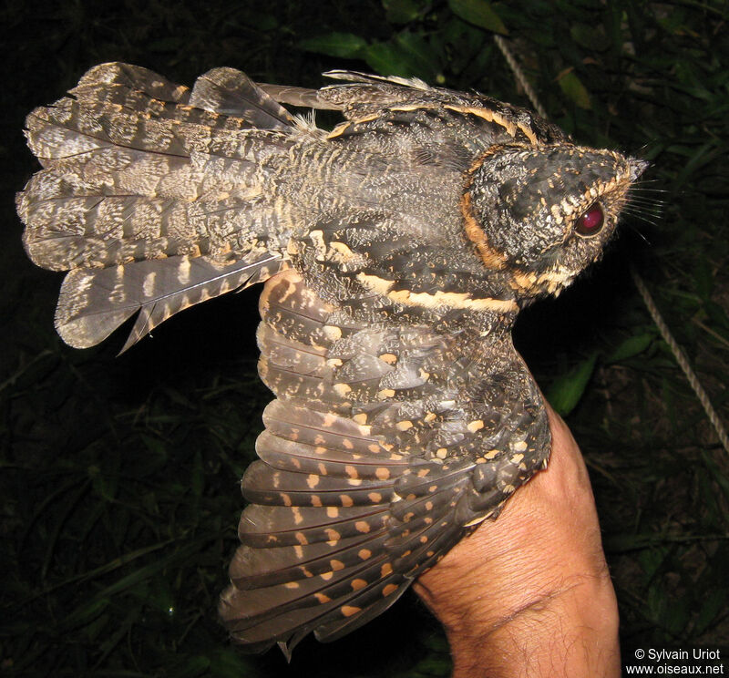 Spot-tailed Nightjar female adult