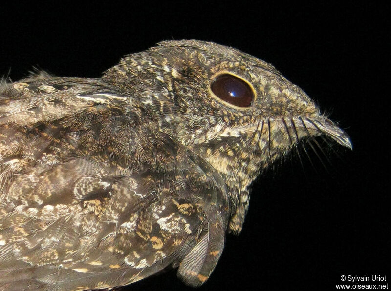 Ladder-tailed Nightjar female adult