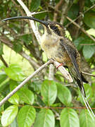 Long-tailed Hermit