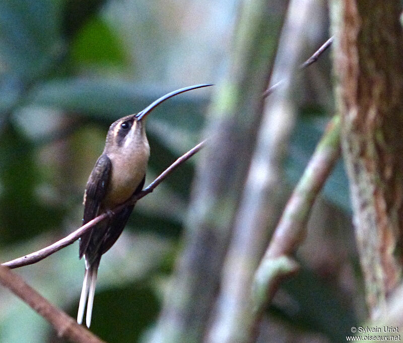 Long-tailed Hermitadult