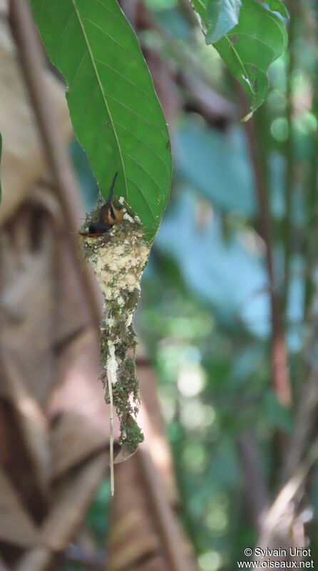 Ermite roussâtre femelle adulte, Nidification