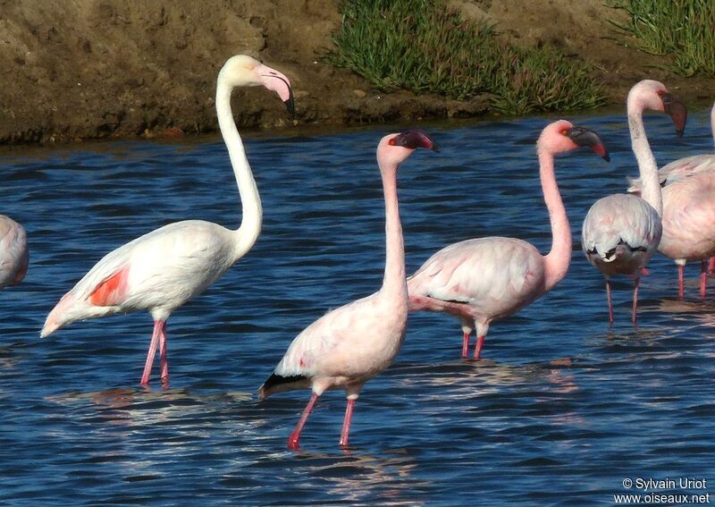 Lesser Flamingo