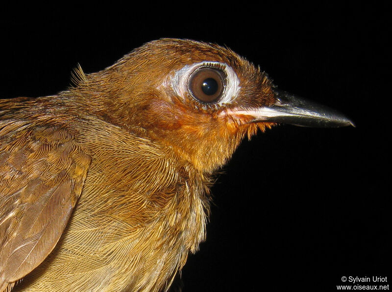 Rufous-throated Antbirdjuvenile