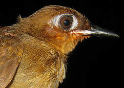 Rufous-throated Antbird
