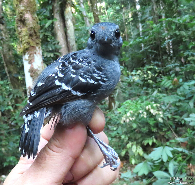 Common Scale-backed Antbird male subadult