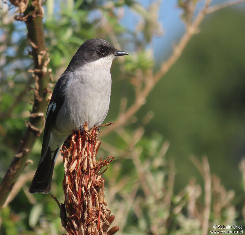 Fiscal Flycatcher female adult