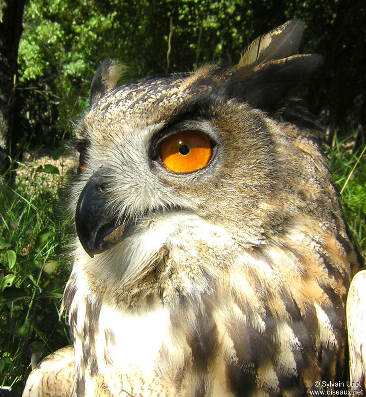 Eurasian Eagle-Owladult, close-up portrait