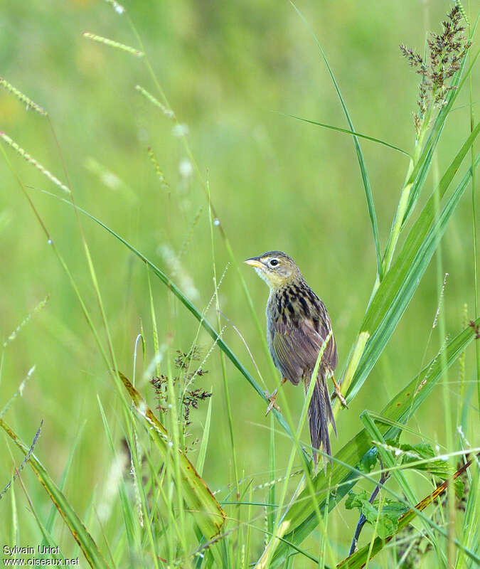 Wedge-tailed Grass Finchadult, habitat, pigmentation, Behaviour