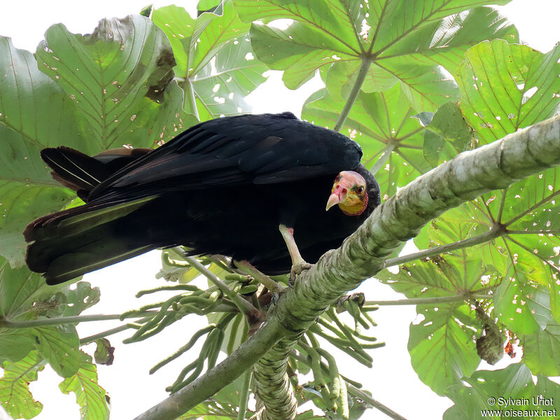 Greater Yellow-headed Vultureadult