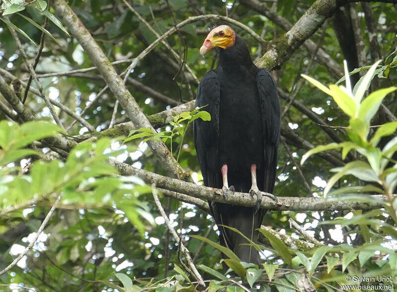 Greater Yellow-headed Vultureadult