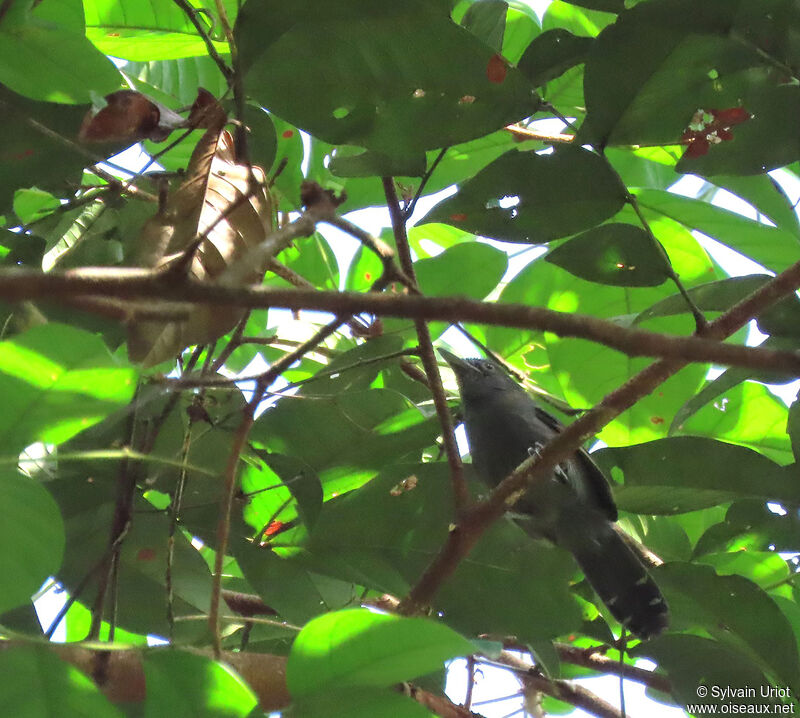 Grey Antbird male adult