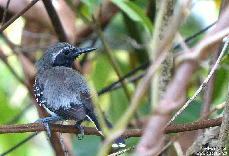 Southern White-fringed Antwren male adult