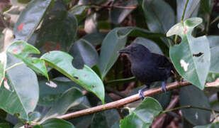 Blackish Antbird