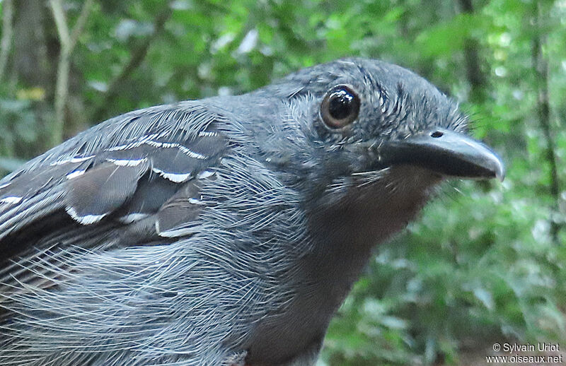 Dusky Antbird male adult