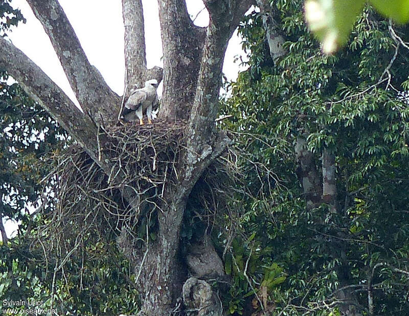 Harpy Eaglejuvenile, pigmentation, Reproduction-nesting