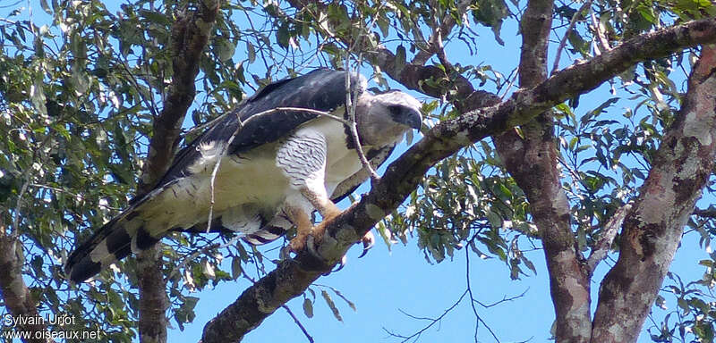 Harpy Eagle female adult, identification