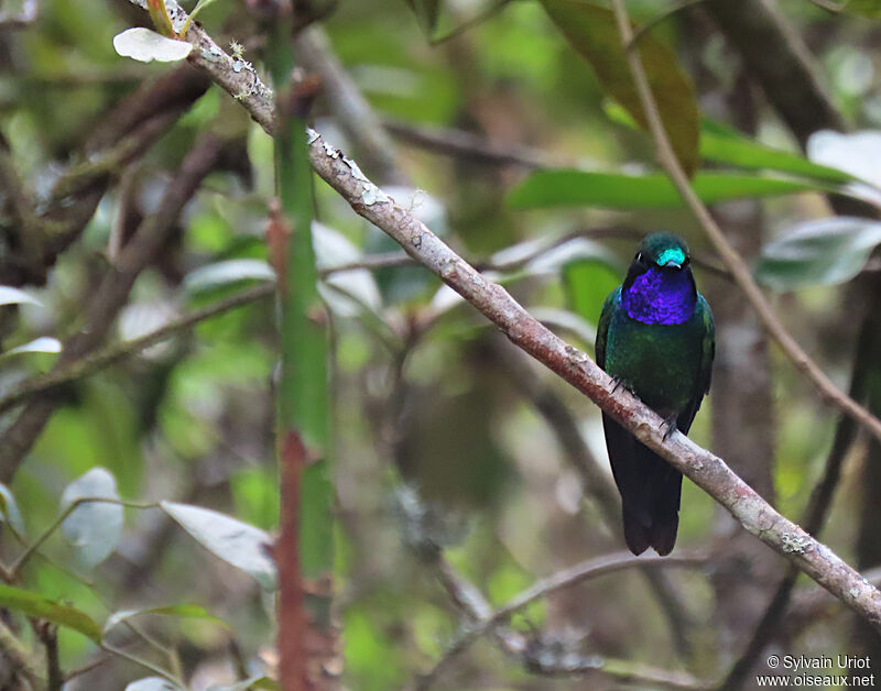 Purple-throated Sunangel male adult