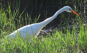 Medium Egret