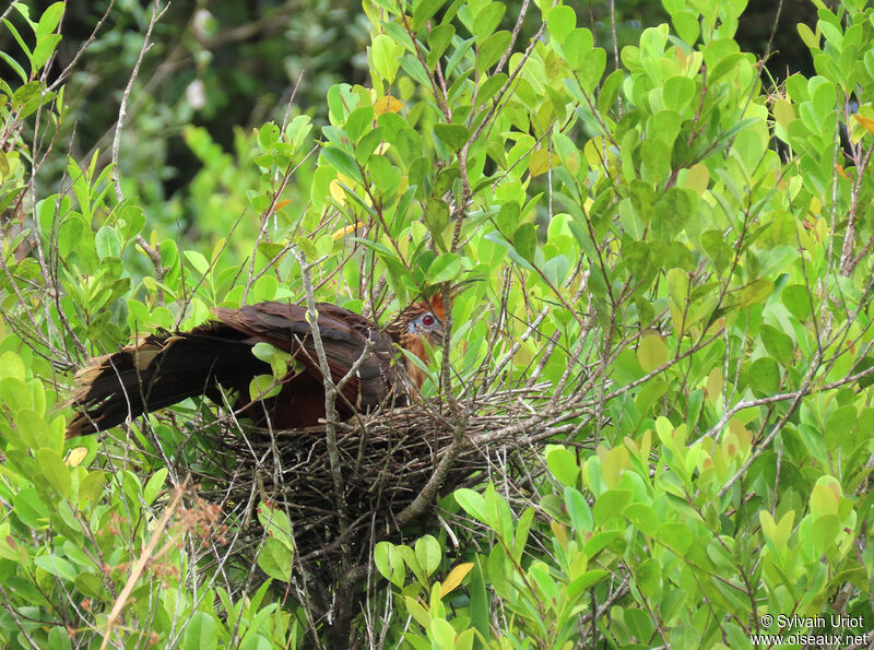 Hoatzinadult, Reproduction-nesting