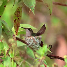 Colibri rubis-topaze