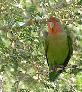 Rosy-faced Lovebird