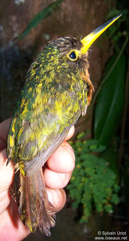Yellow-billed Jacamar female adult