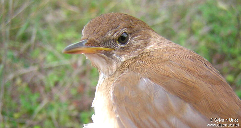 Savi's Warbler, close-up portrait