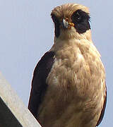 Laughing Falcon
