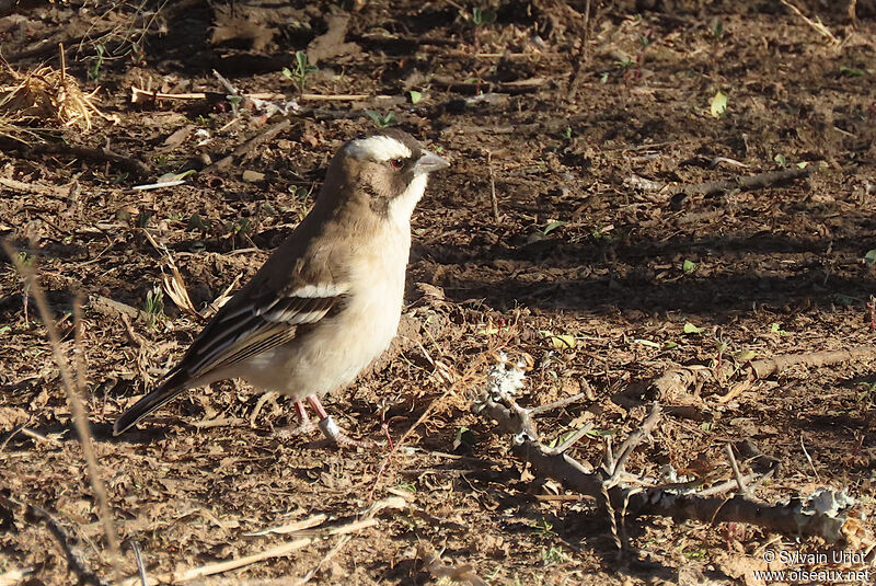 White-browed Sparrow-Weaveradult