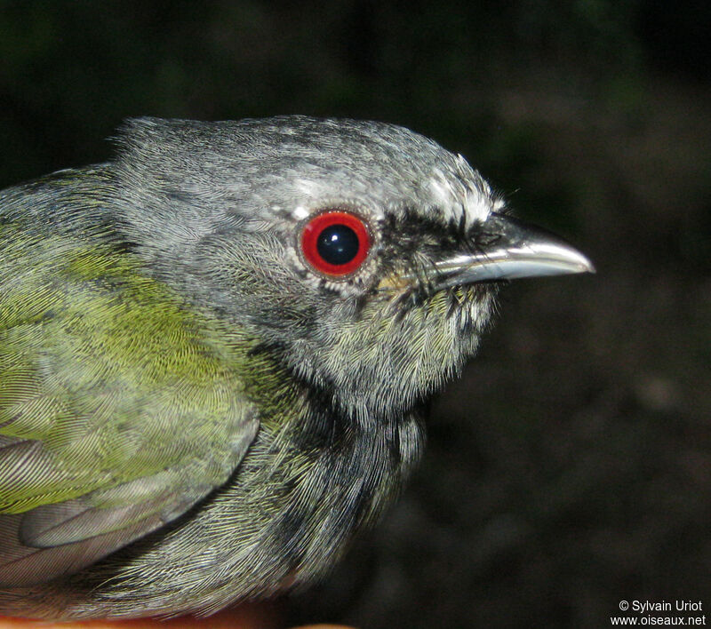 White-crowned Manakin male Third  year