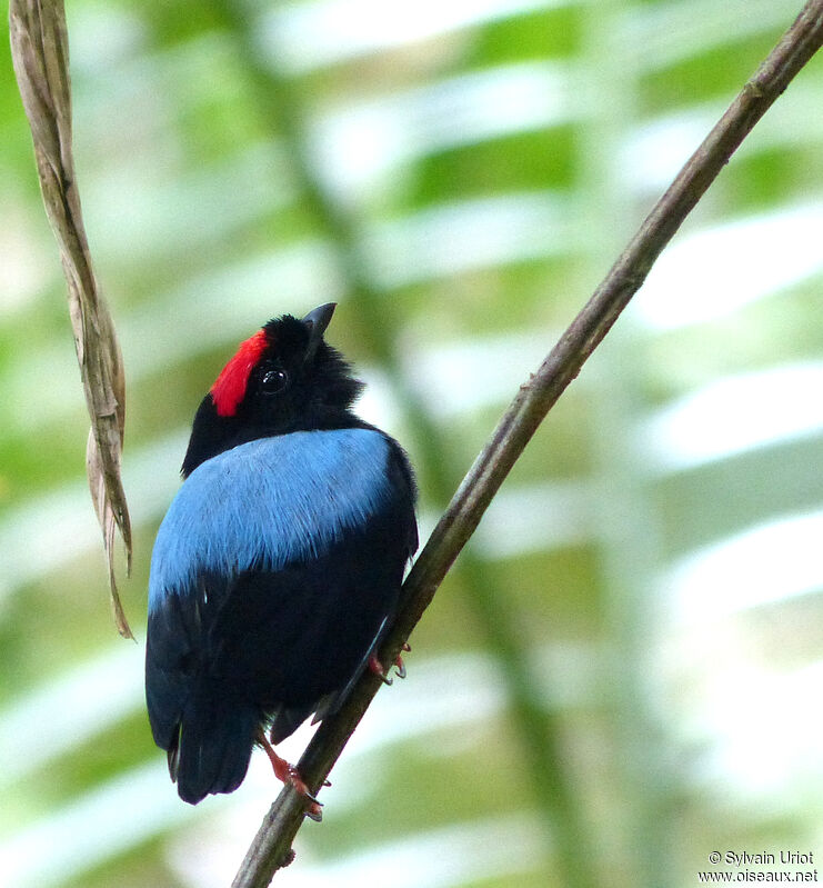 Blue-backed Manakin male adult