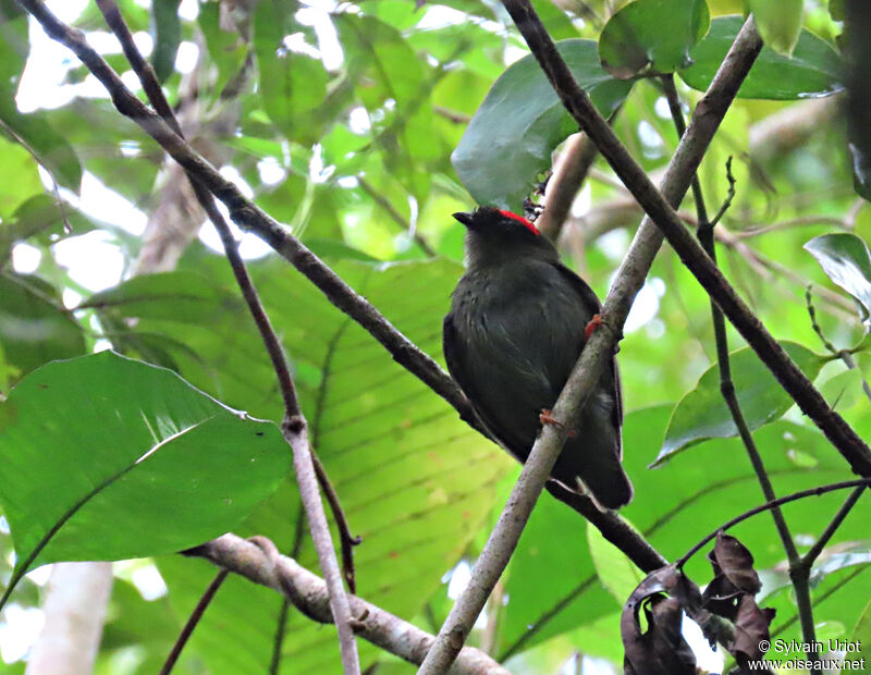 Blue-backed Manakin male Second year