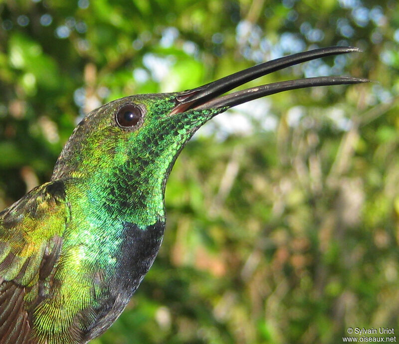 Green-throated Mango male adult