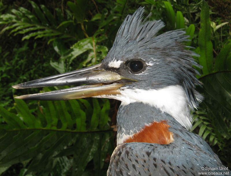 Ringed Kingfisher female adult