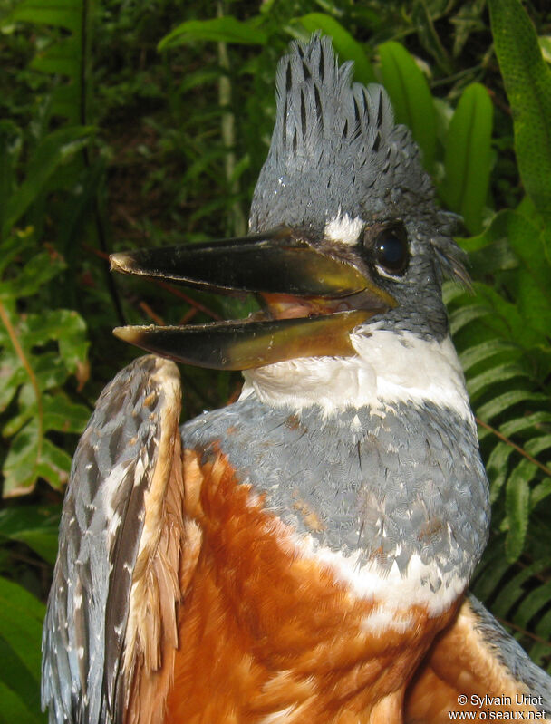 Ringed Kingfisher female adult