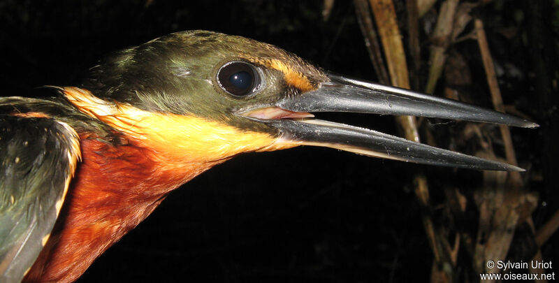 Green-and-rufous Kingfisher male adult