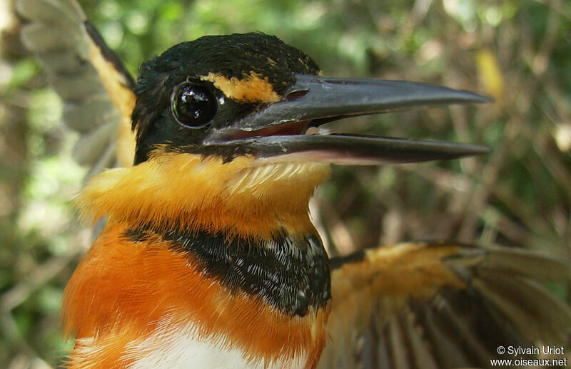 American Pygmy Kingfisher female adult