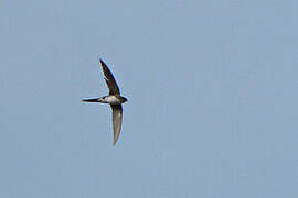 Neotropical Palm Swift