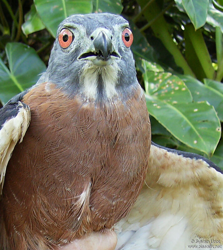 Double-toothed Kite female adult