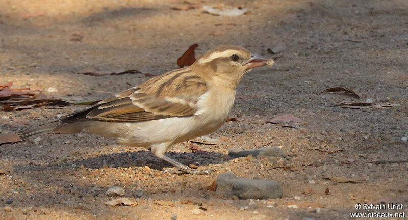 Yellow-throated Bush Sparrowadult